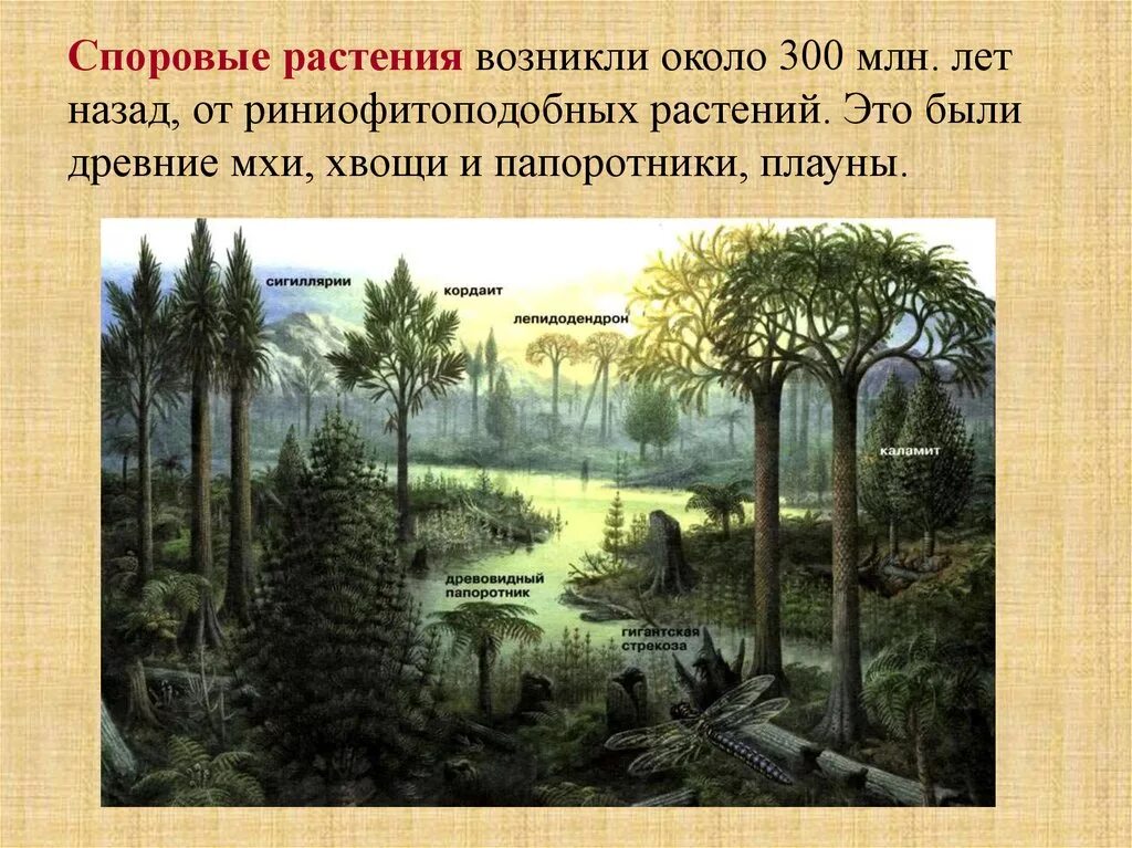 В каком периоде жили древовидные растения. Древовидные папоротники хвощи и плауны. Плауны хвощи и папоротники 300 миллионов лет назад. Древние споровые растения. Лепидодендрон палеозой.