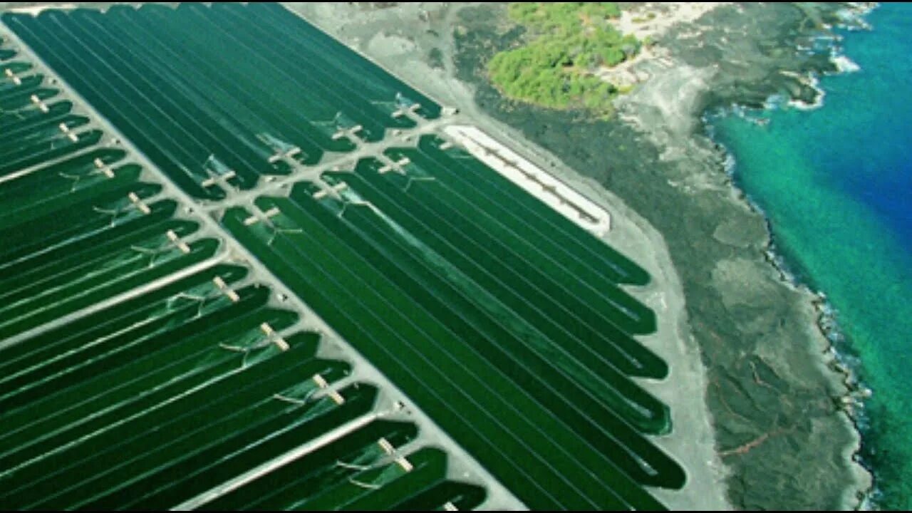 Производство водорослей. Озеро цинхай спирулина. Algae спирулина 2400. Спирулина Гавайи. Плантация спирулины Китай.