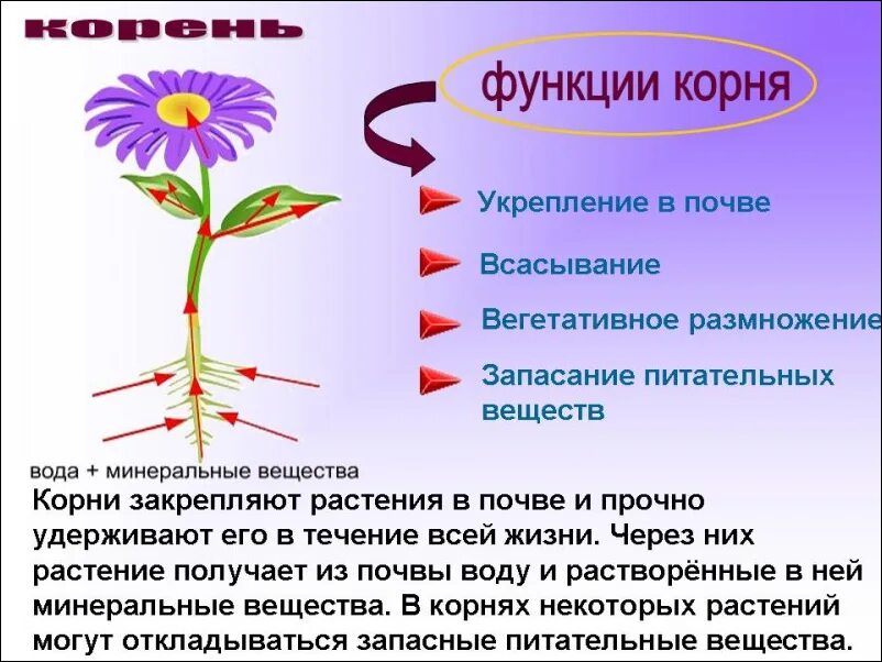 Опорная функция растения. Корень растения строение и функции. Функции корня схема. Функции корня биология 6. Главные функции корня.
