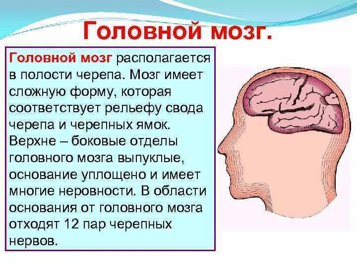 Головной мозг в полости черепа. Головной мозг расположен в полости. Отделы головного мозга в полости черепа. Головной мозг расположен в черепе. В полости черепа расположен
