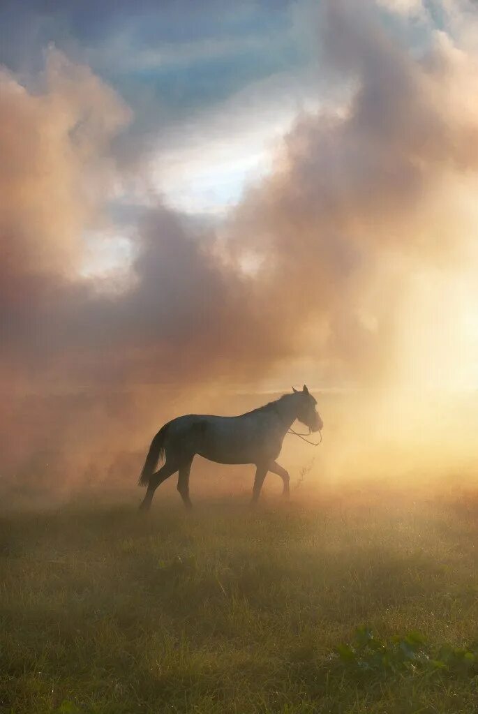 Рыжая лошадь. Лошадь идет вдоль. Лошади туман бегут. Лошадь в тумане. Лошадь в тумане.