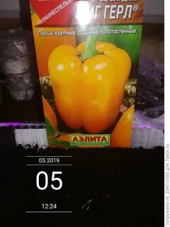 Перец биг бой описание