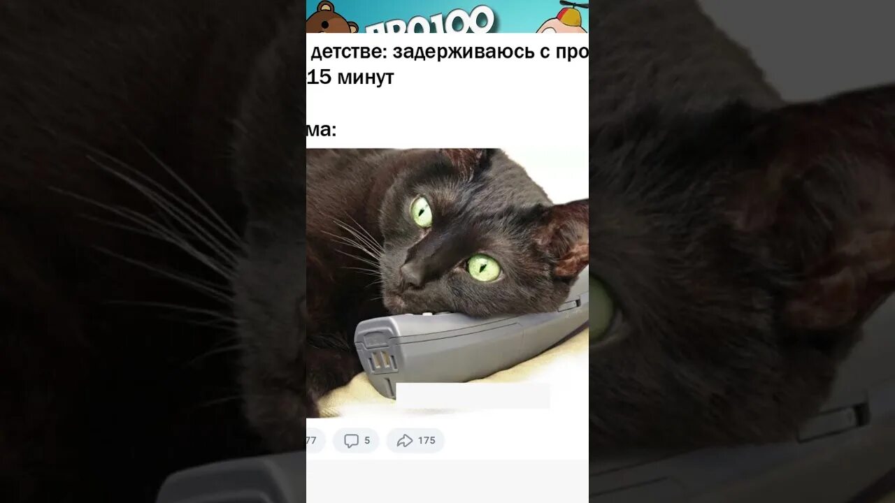 Кот мем 2025. Кот мем 2025