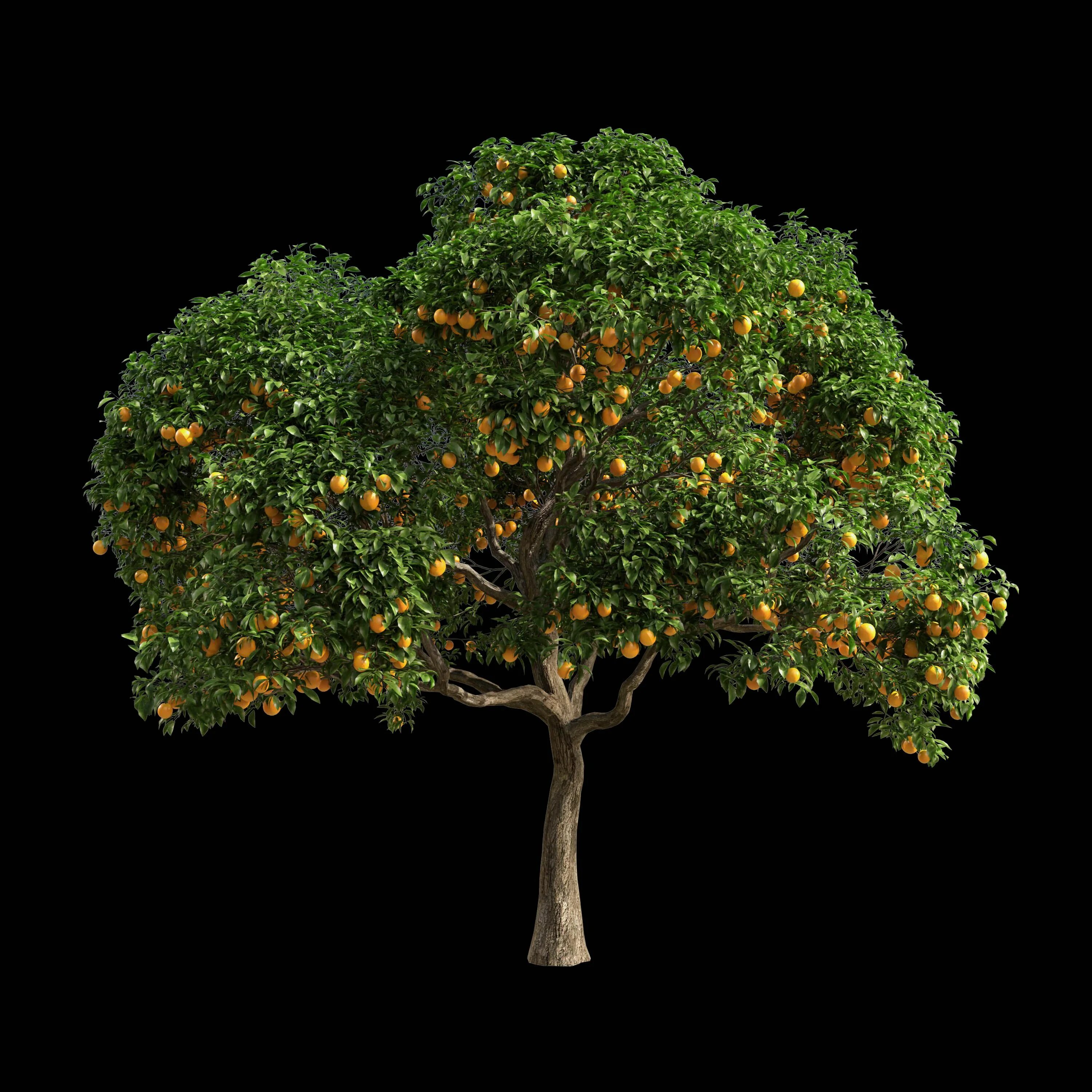 Дерево 3 17. Дерево 3д модель. Деревья model. Оранжевое дерево модель. Orange Tree 3d model.