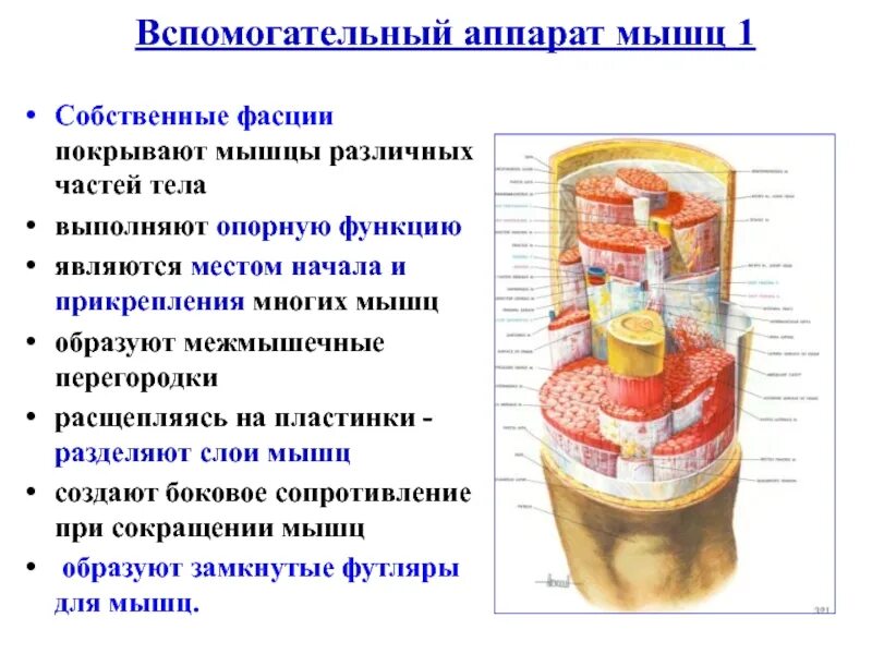 К вспомогательному аппарату мышц относятся ответ. Вспомогательный аппарат мышц схема. вспомогательный аппарат мышц анатомия. строение вспомогательного аппарата мышцы. вспомогательный аппарат мышц кратко.
