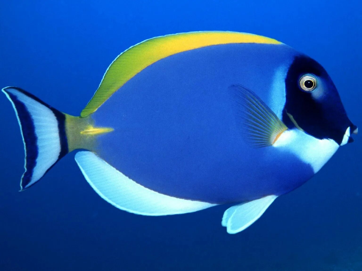 Какого цвета рыба. Acanthurus leucosternon. acanthurus leucosternon хирург белогрудый. хирург голубой белогрудый. рыба хирург синий белогрудый.