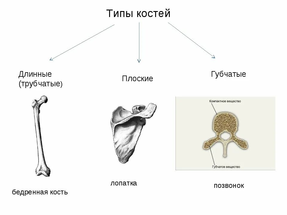 Укажите губчатые кости. Типы костей трубчатые губчатые плоские. Типы костей трубчатые губчатые плоские таблица. Типы костей плоские трубчатые губчатые рисунки. Кости трубчатые губчатые плоские смешанные таблица.