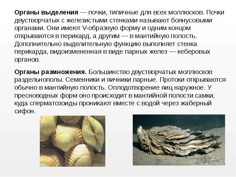 Моллюски различия. Моллюски размножение система. Тип размножения моллюсков. Размножение брюхоногих и двустворчатых. Тип моллюски размножение.