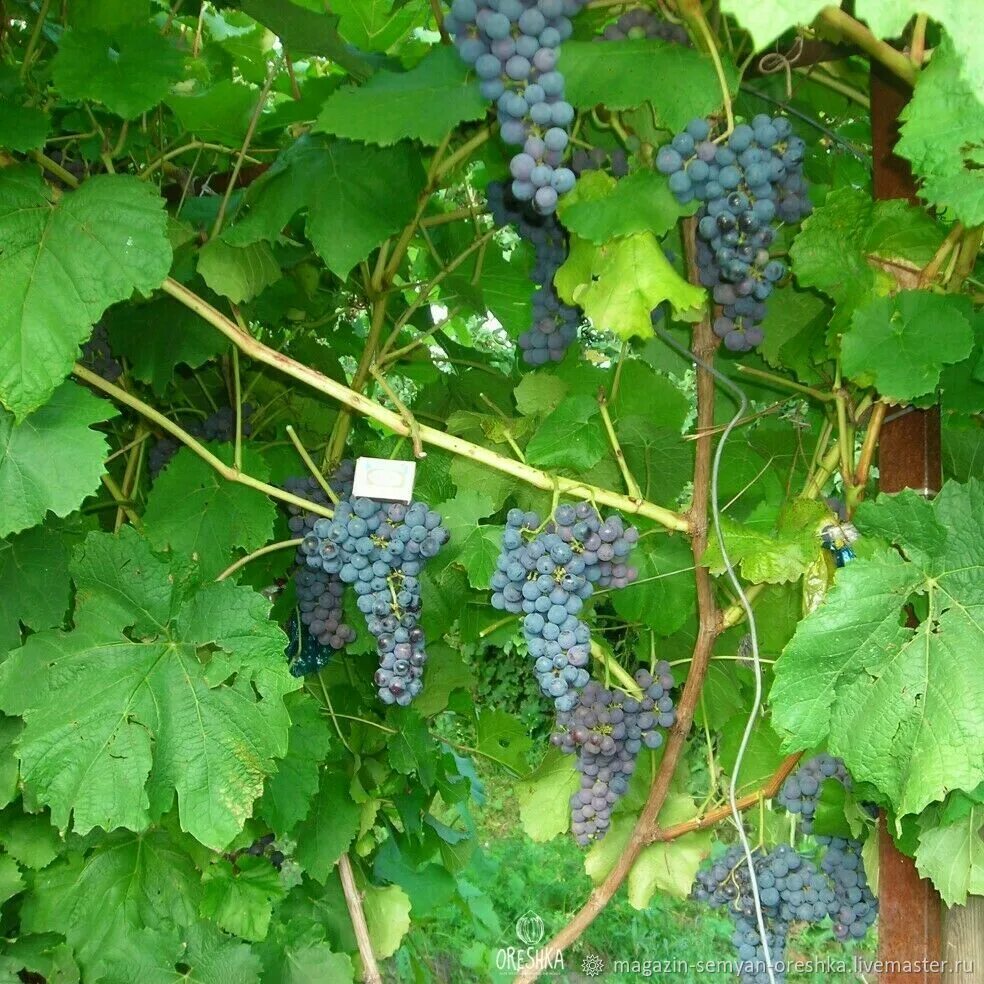 Виноград один амурский прорыв. Виноград амурский vitis amurensis. Виноград один амурский прорыв. Виноград амурский (vitis amurensis rupr. Виноград один амурский прорыв.