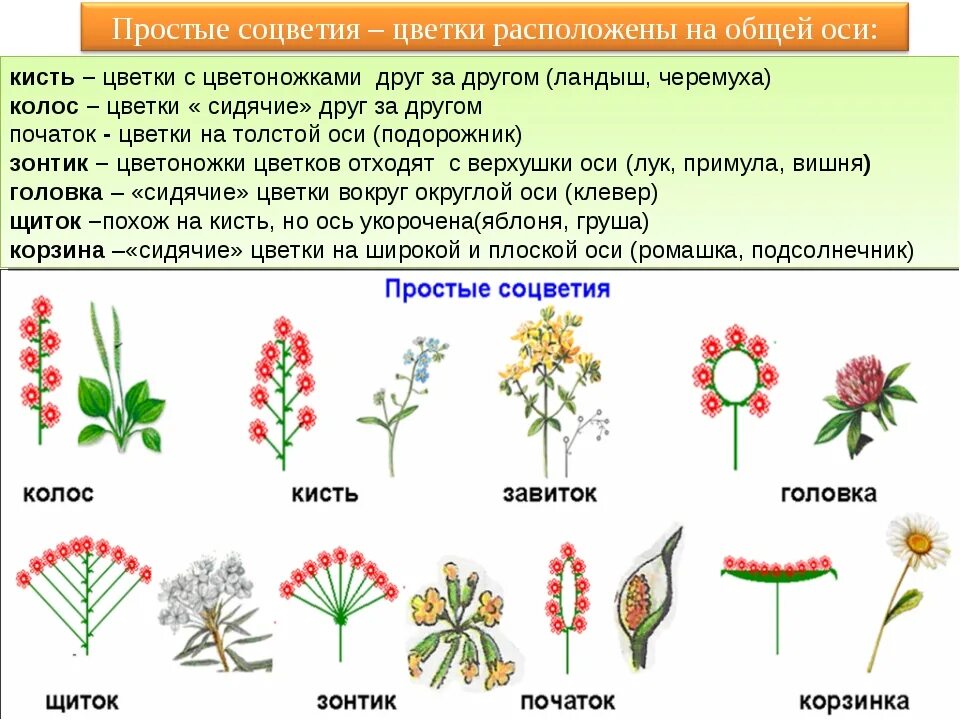 Совокупность определенных видов растений произрастающих на. Соцветие кистевидная корзинка. Типы соцветия растений. Соцветия 6 класс биология. Характеристика главной оси соцветия.