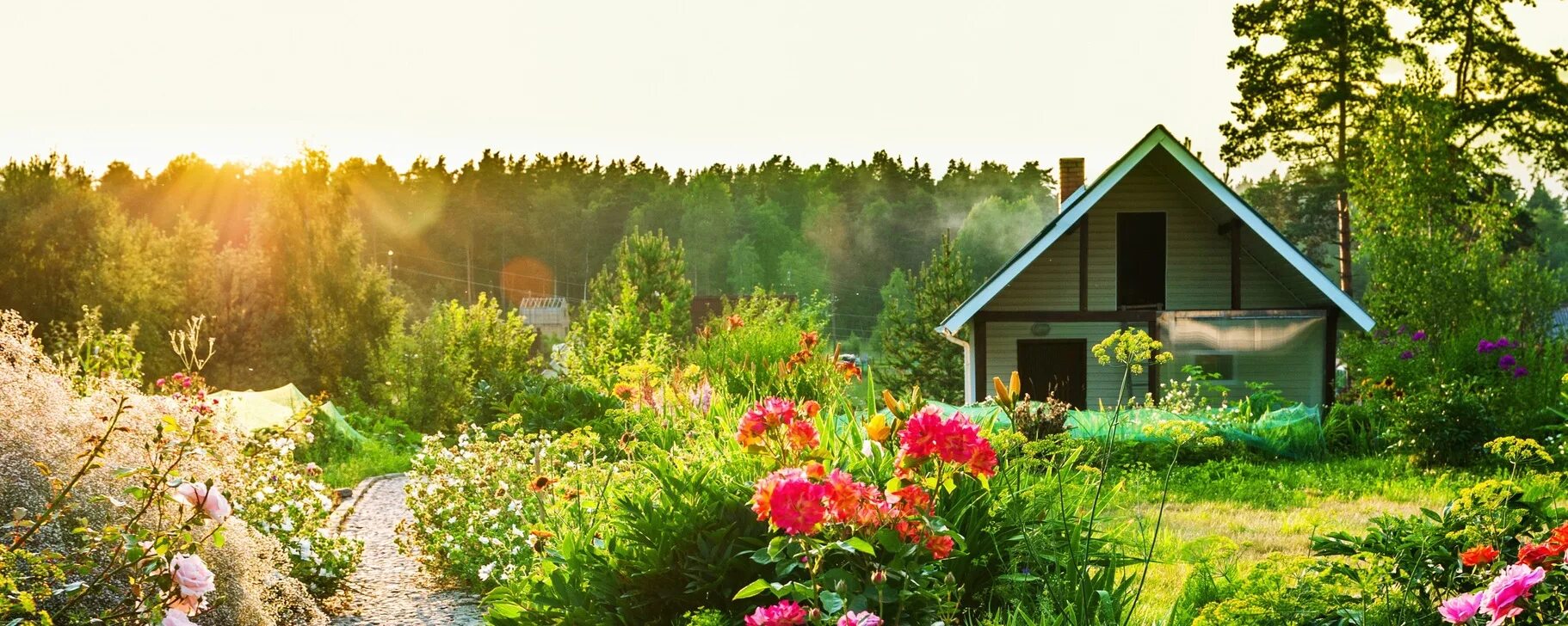 дачный домик с участком. дача. клубника в корзинке. про лето на даче. красивая дача.