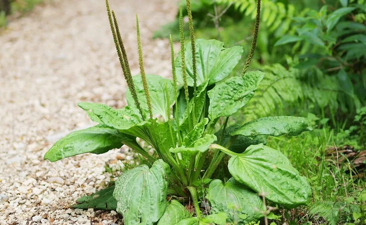 Травянистое растение 3 буквы. Plantago Major. Подорожник Луговой. Подорожник большой. Подорожник обыкновенный.