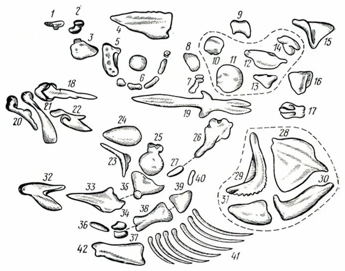 Скелет черепа костистой рыбы. Кости черепа костной рыбы. Скелет головы костной рыбы. Схема черепа костной рыбы. Череп костной рыбы