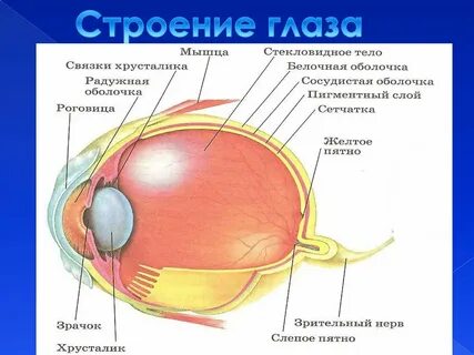 Связка хрусталика глаза функции