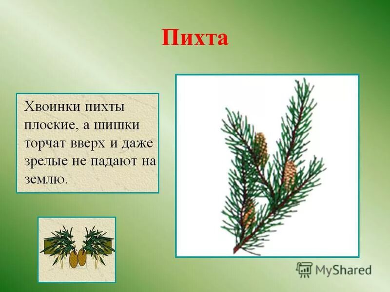 Какая длина хвоинок. Какая длина хвоинок