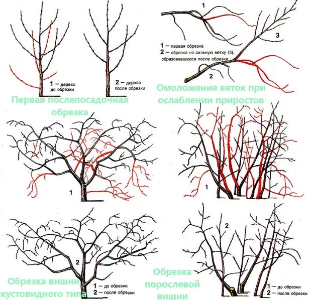 Обрезка крыжовника весной для начинающих в картинках. Летняя обрезка черешни схема. Обрезка черешни весной схема. Кустовидная вишня формировка. Обрезка вишни осенью схема.