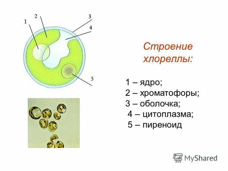 Строение хлореллы. Схема строения клетки хлореллы. Строение клетки водоросли хлорелла. Компоненты клетки хлореллы. Хлорелла водоросль строение.