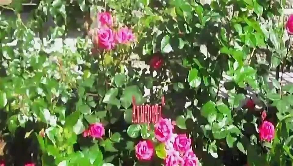 миллион алых роз текст. миллион алых роз. миллион алых роз автор слов. миллион алых роз. миллион алых роз.