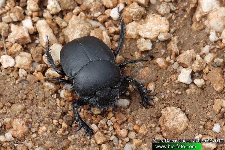 Жук скарабей в какой природной зоне. Scarabaeus Sacer. Жук скарабей пустыни. Священный скарабей. Священный скарабей в пустыне.