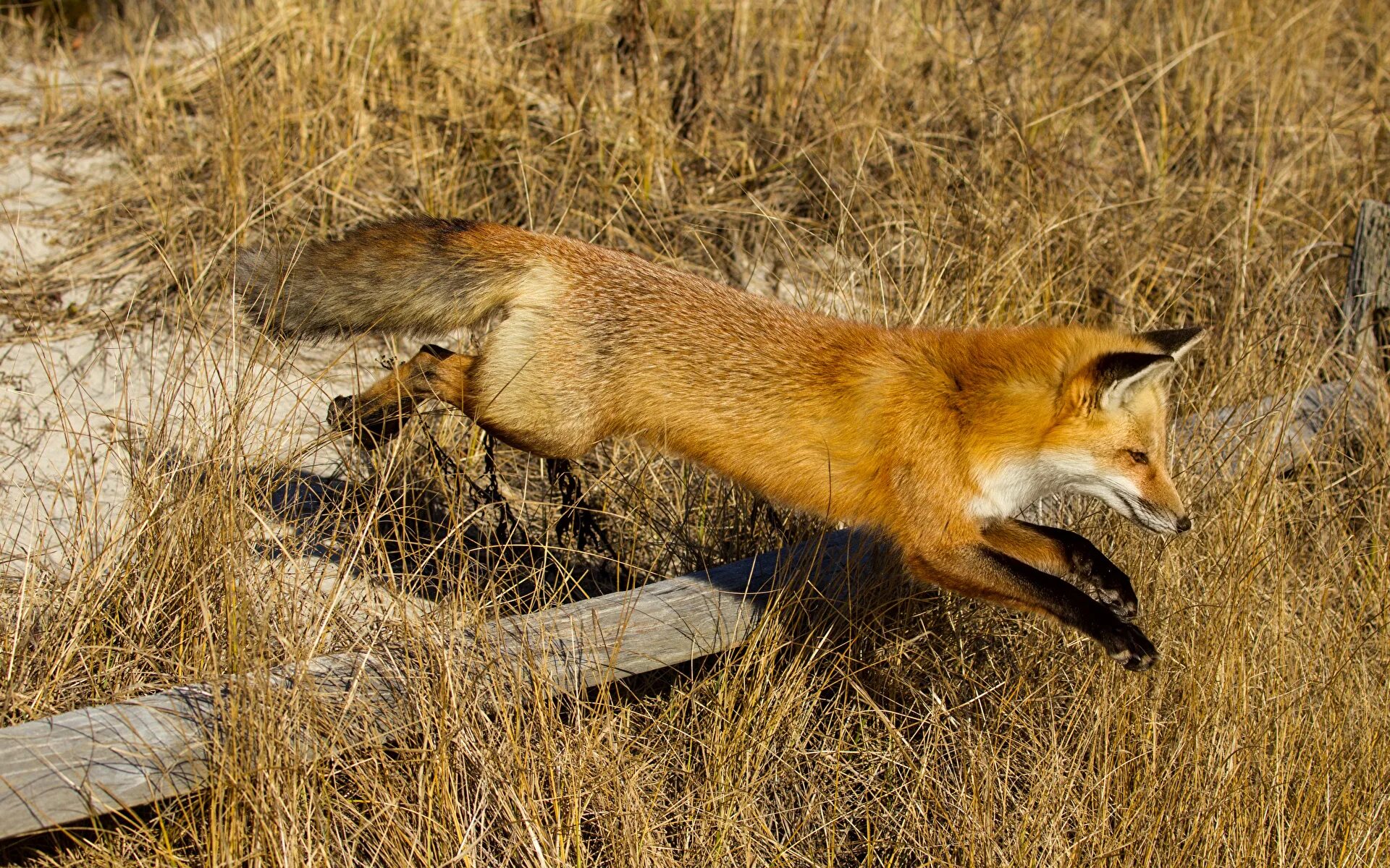 лиса бежит. лисы бегут. картинки бегущей лисы. картинки бегущей лисы. лиса бегает.