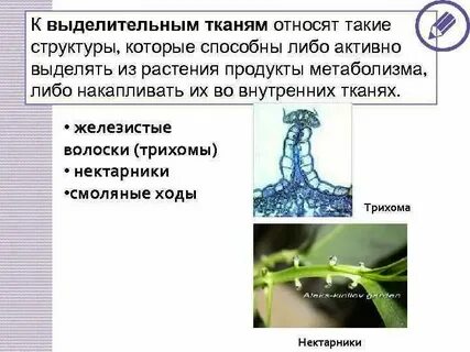 Выделительные ткани какие