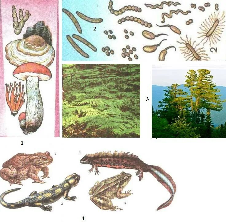 Организмы животных изображены. Определите организмы по царствам. Самые древние обитатели нашей планеты грибы. Назовите изображенные организмы.