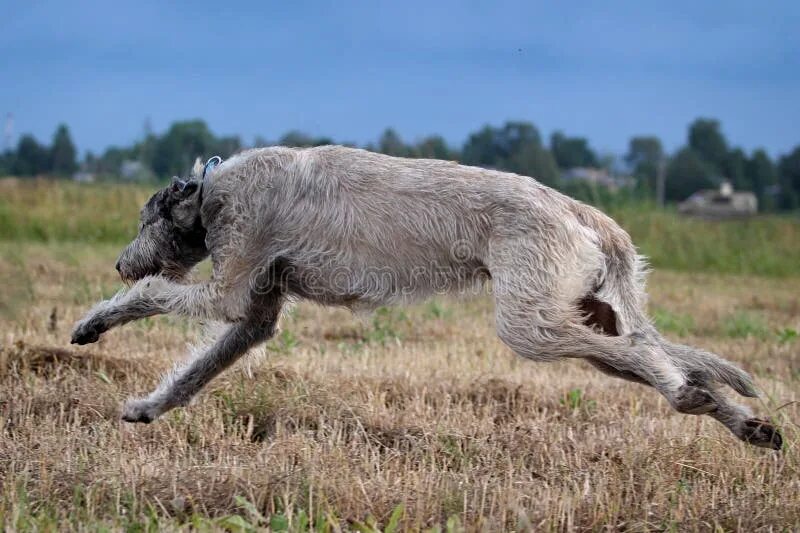 Ирландский волкодав (irish wolfhound). Ирландский волкодав палевый. Дирхаунд и ирландский волкодав. Ирландский волк. Ирландский волк.