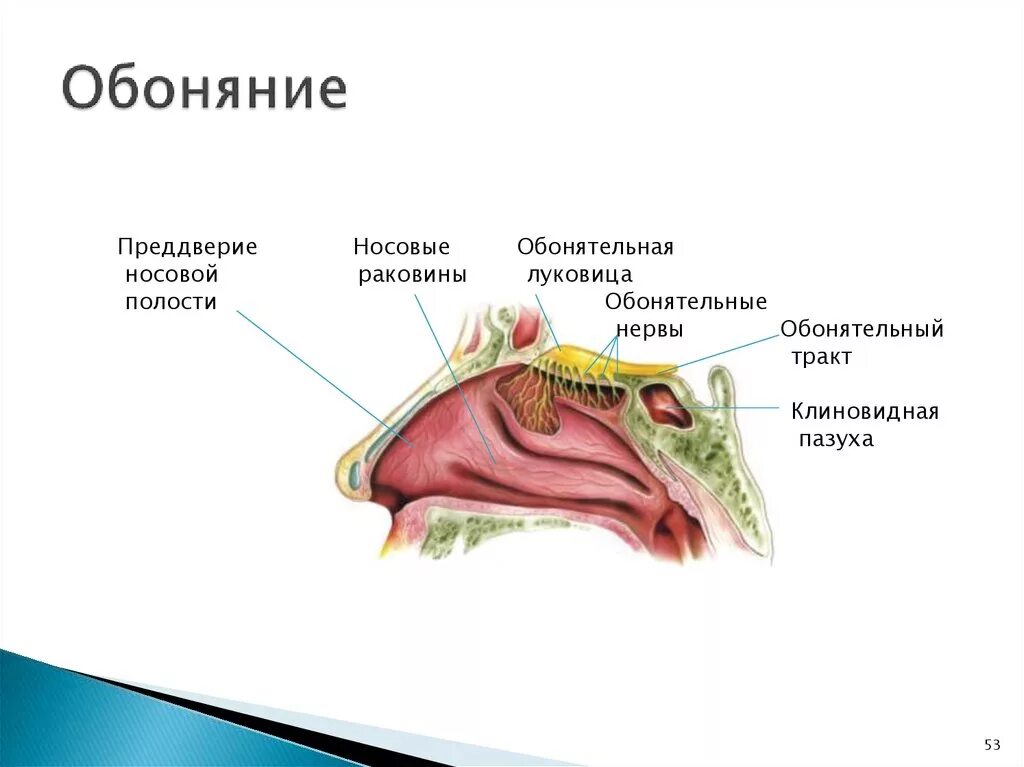 Орган обоняния анатомия строение. Орган обоняния у животных анатомия. Обонятельный анализатор млекопитающих строение. Орган обоняния у млекопитающих.