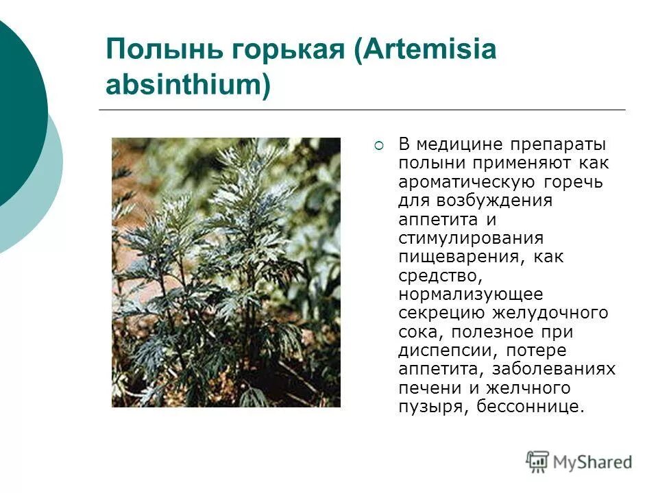 полынь горькая народная медицина. полынь горькая народная медицина. полынь горькая лекарственное растение. полынь лечебная чернобыльник. лекарственные растения полынь.