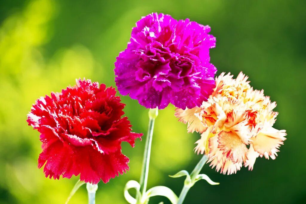 Диантус гвоздика Садовая. Индийская гвоздика Dianthus. Гвоздика Лотус. Разновидности гвоздик