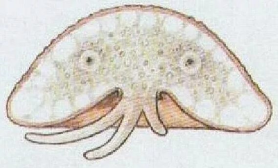 арцелла вульгарис. раковинная амеба строение. корненожка арцелла. Arcella vulgaris строение. раковинная амеба арцелла.