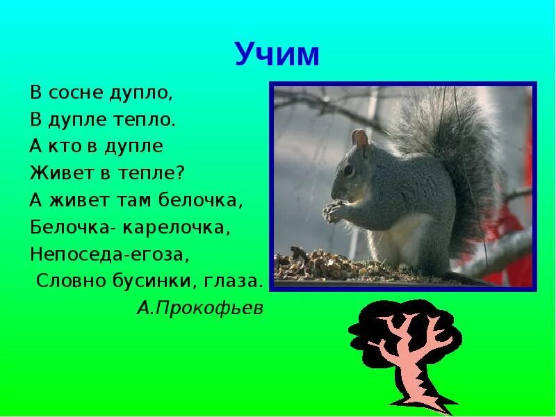 В каждой сосне не было. В сосне дупло в дупле тепло. белка в теплом дупле. стих про дупло.