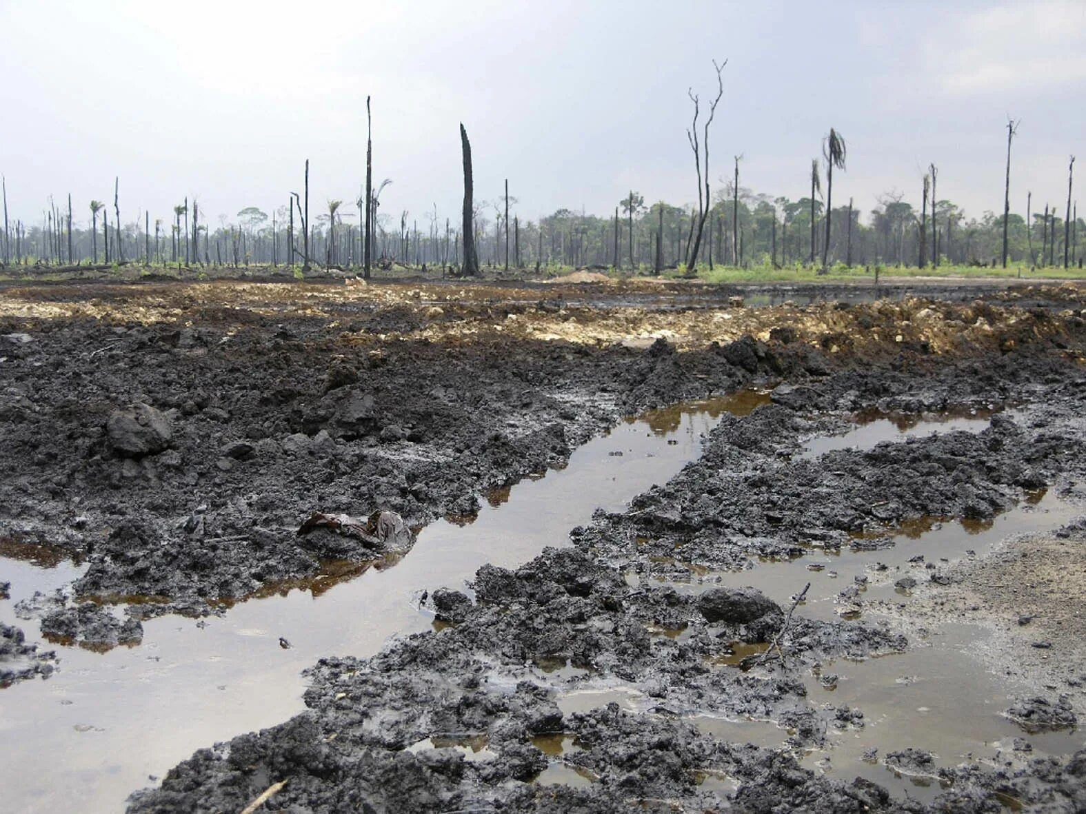 высушенные болота беларуси. осушенные болота. осушение почвы. высушенное болото. последствия осушения болот.