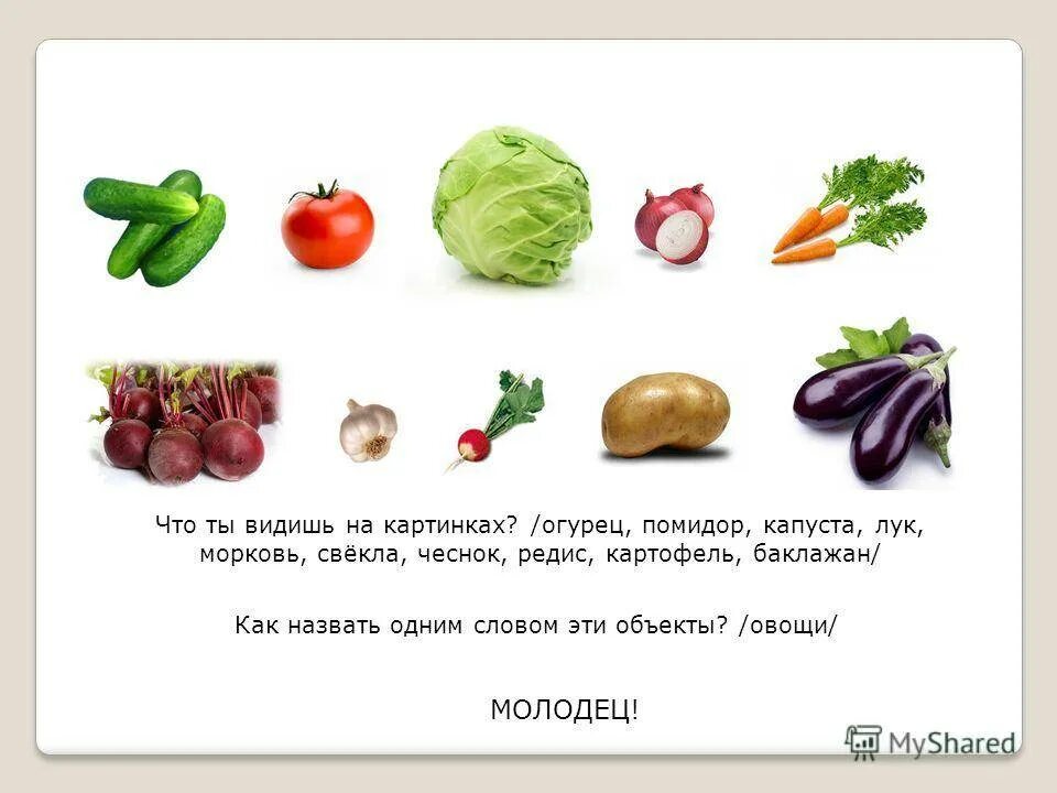 Что можно посадить после. Какие овощи и фрукты можно давать собакам. Какие овощи можно давать собаке. Овощи какие нельзя давать. Какие овощи можно давать собаке.