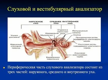 Периферический отдел анализатора это