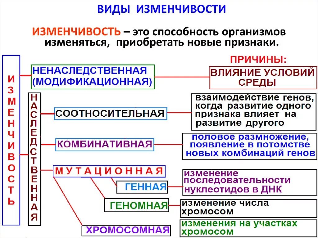 Ненаследственные изменения организма. Виды изменчивости биология. Изменчивость классификация форм изменчивости. Типы наследственной изменчивости 9 класс биология. Классификация форм изменчивости организмов.