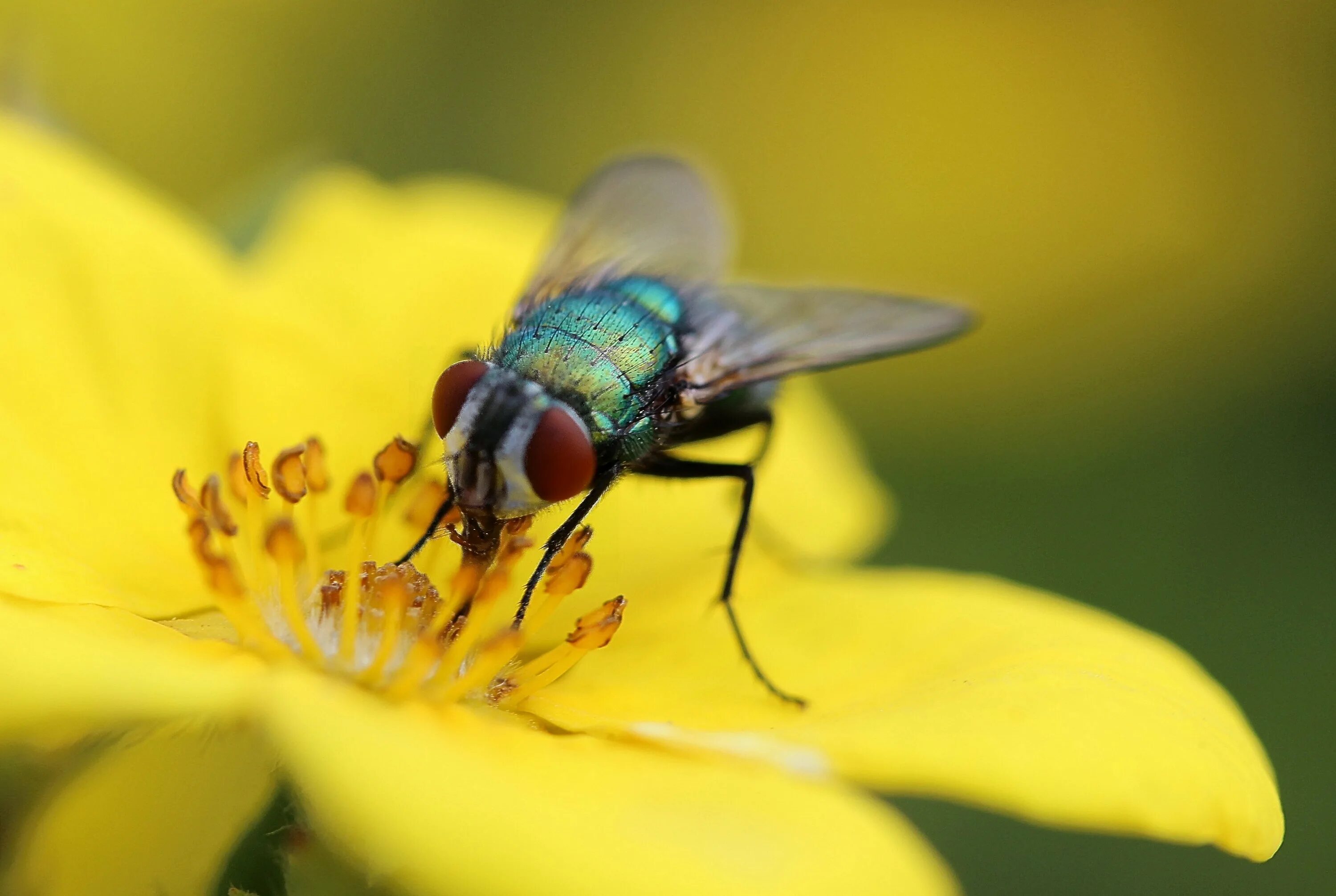 Fly green. Муха Ильница. Муха (насекомое) Двукрылые. Муха журчалка глаза. Муха навозная зеленая.