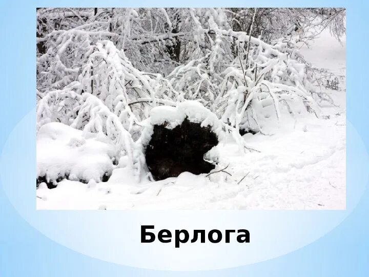 Дом медведя медвежья берлога. Берлога медведя. Снежное логово. Медведь в берлоге. Тавдинские пещеры горный алтай.