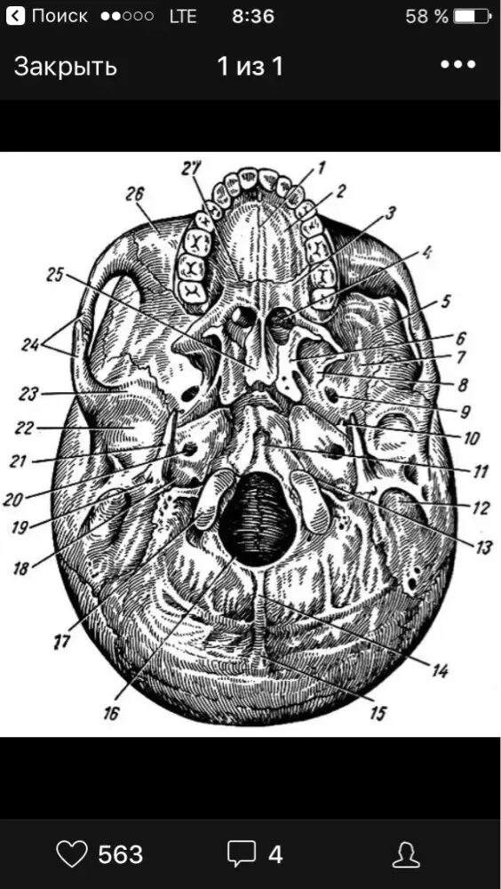 Топографическая анатомия наружного основания черепа. Череп анатомия человека основание черепа. Canalis Palatinus Major на черепе. Основание черепа анатомия строение. Мозговое основание черепа