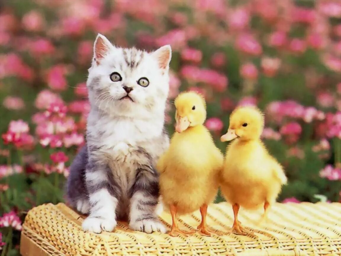 Котенок и цыпленок. Котенок и утенок. Милые цыплята и котята. Милые котята и утята.