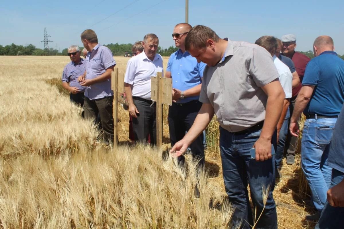 Погода ставропольский край село красногвардейское на неделю. Привольное Красногвардейский район Ставропольский край. Село Покровское Ставропольский край Красногвардейский район. Село Привольное Ставропольский край Красногвардейский район. Покровка Ставропольский край.