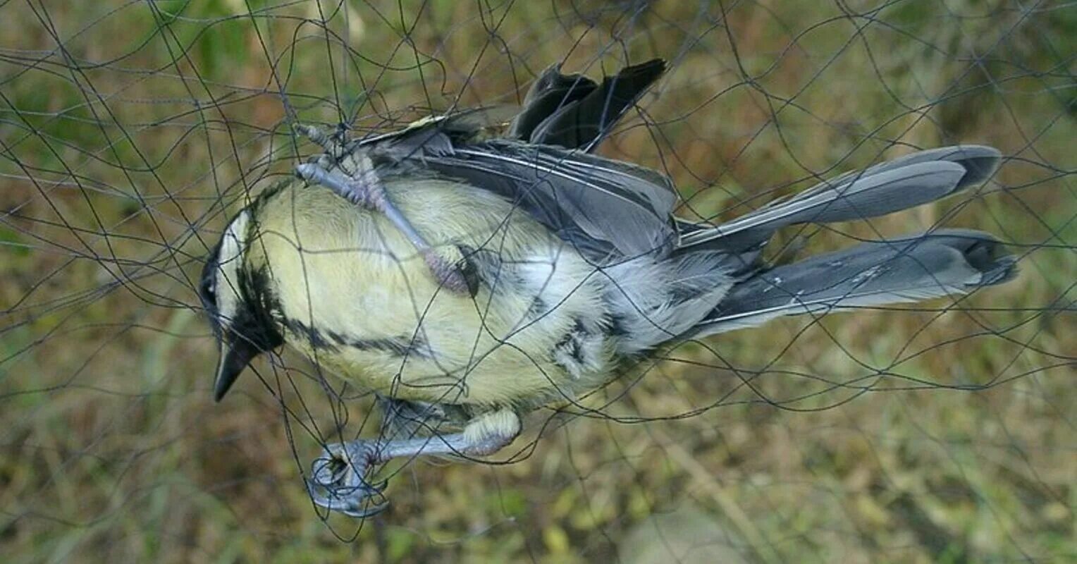 размножение птиц. ноги птиц. ловля птиц. птичья нога. птицы у которых ушные раковины.