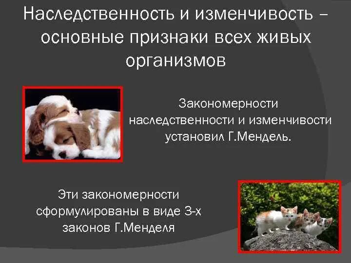 Свойства живых организмов наследственность