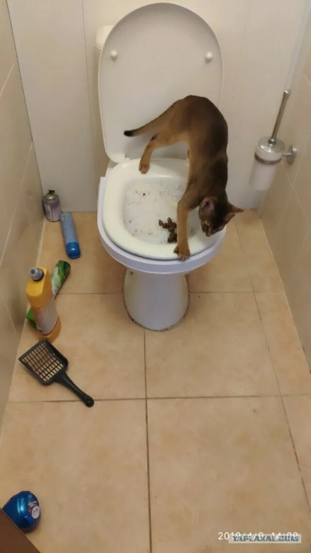 Как приучить кота какать. Котик какает. коты которые какают. котик какает в туалет. как приучить кота к унитазу.