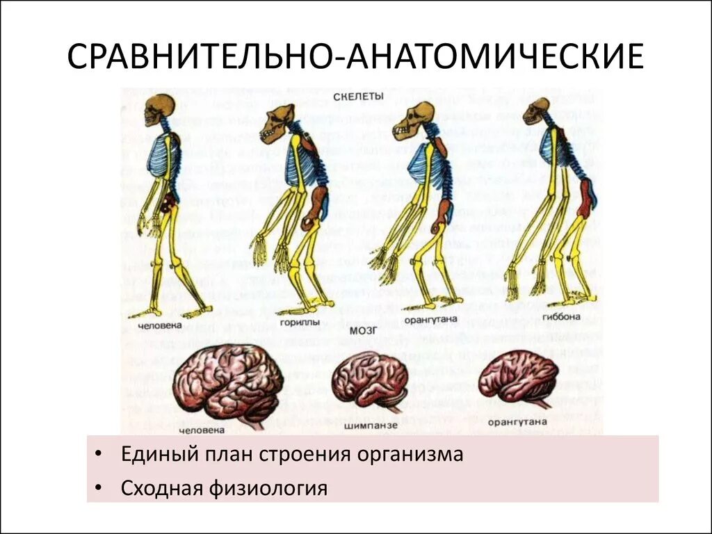 Сравнительно анатомические доказательства эволюции это