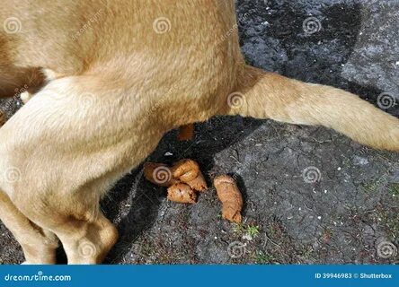 Dog having a poo stock image. 