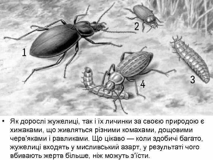 Личинка жужелицы Крымской. Жужелица цикл развития. Хлебная жужелица личинка. Строение жука жужелица.