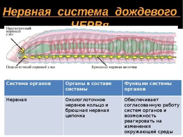 Брюшная нервная цепочка функции. Сисистема органов кольцатых черве. Нервная система кольчатых червей. Кольчатые черви системы органов 7 класс. Система органов кольчатых червей 7 класс.