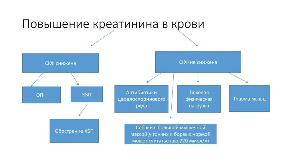 Причины повышения креатинина. Повышение креатинина в крови причины. Повышенный креатинин причины. Повышенкреатенинавкрови. Снизить креатинин народными