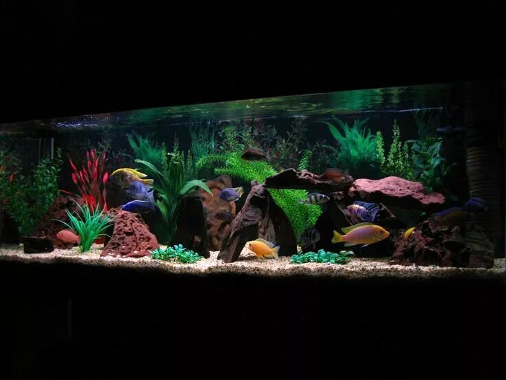 Аквариум с цихлидами оформление и дизайн фото Pin on Aquarium things